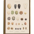 Load image into Gallery viewer, BOTANICAL WALL CHART in Oak frame