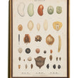 Load image into Gallery viewer, BOTANICAL WALL CHART in Oak frame