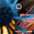 Load image into Gallery viewer, Blue thissle with brown bag