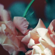 Load image into Gallery viewer, Gardenofhenri#3