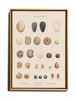 BOTANICAL WALL CHART in Oak frame