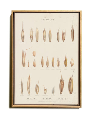 BOTANICAL WALL CHART in Oak frame