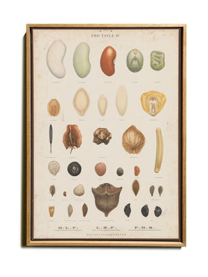 BOTANICAL WALL CHART in Oak frame