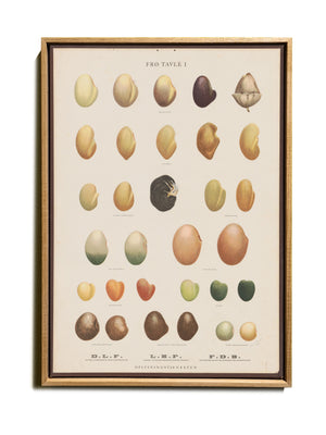 BOTANICAL WALL CHART in Oak frame