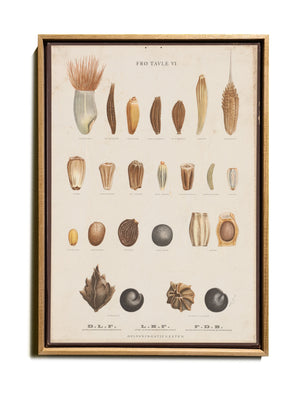 BOTANICAL WALL CHART in Oak frame