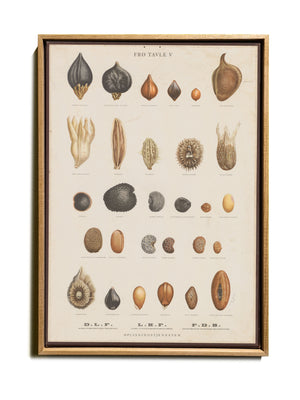 BOTANICAL WALL CHART in Oak frame